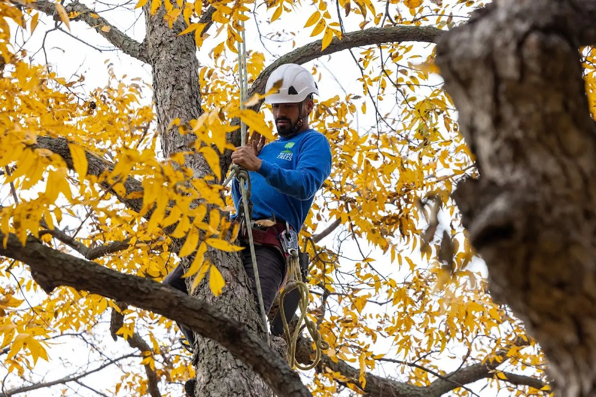 Skilled Tree Planing crew working in Yonkers